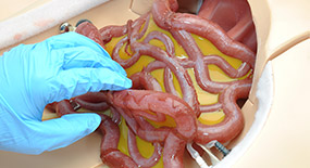 Modelo de intestino para para substituição